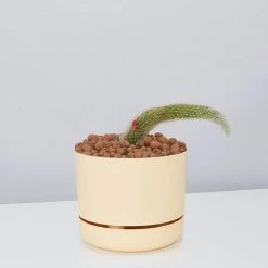 Cacti LECA + Soft Monkey Tail Cactus Planter Easy Care Plants