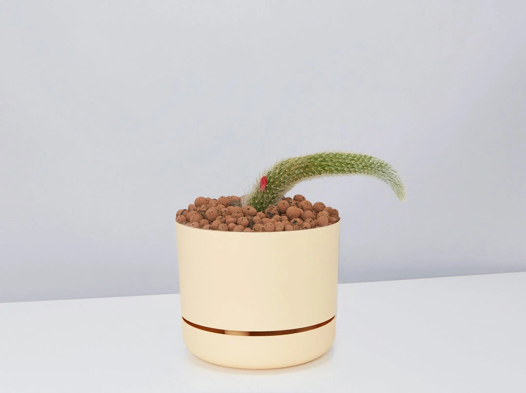 Cacti LECA + Soft Monkey Tail Cactus Planter Easy Care Plants 3 Cacti LECA + Soft Monkey Tail Cactus Planter Easy Care Plants