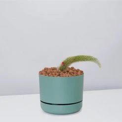 Cacti LECA + Soft Monkey Tail Cactus Planter Easy Care Plants 23 Cacti LECA + Soft Monkey Tail Cactus Planter Easy Care Plants