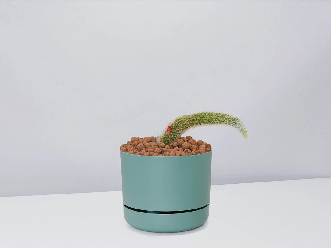 Cacti LECA + Soft Monkey Tail Cactus Planter Easy Care Plants 13 Cacti LECA + Soft Monkey Tail Cactus Planter Easy Care Plants