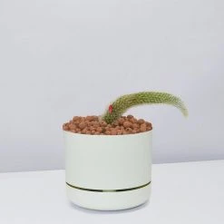 Cacti LECA + Soft Monkey Tail Cactus Planter Easy Care Plants 16 Cacti LECA + Soft Monkey Tail Cactus Planter Easy Care Plants