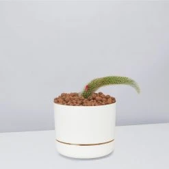Cacti LECA + Soft Monkey Tail Cactus Planter Easy Care Plants 18 Cacti LECA + Soft Monkey Tail Cactus Planter Easy Care Plants