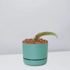 Cacti LECA + Soft Monkey Tail Cactus Planter Easy Care Plants 20 Cacti LECA + Soft Monkey Tail Cactus Planter Easy Care Plants