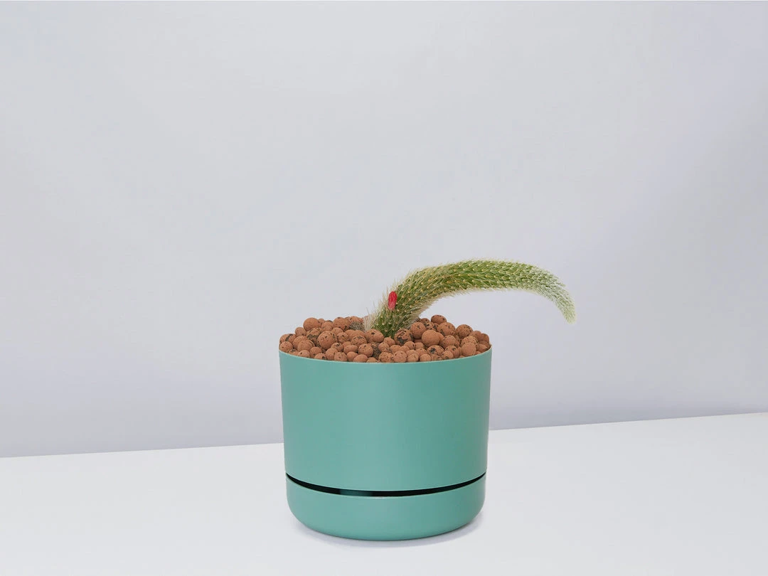 Cacti LECA + Soft Monkey Tail Cactus Planter Easy Care Plants 10 Cacti LECA + Soft Monkey Tail Cactus Planter Easy Care Plants