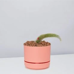 Cacti LECA + Soft Monkey Tail Cactus Planter Easy Care Plants 19 Cacti LECA + Soft Monkey Tail Cactus Planter Easy Care Plants