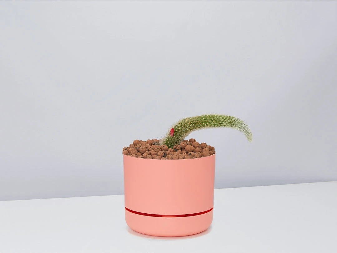 Cacti LECA + Soft Monkey Tail Cactus Planter Easy Care Plants 9 Cacti LECA + Soft Monkey Tail Cactus Planter Easy Care Plants