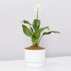 Pot + Plant Gift Box Easy Care Plants Spathiphyllum Variety - Pot + Plant + Soil