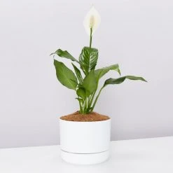 Pot + Plant Gift Box Easy Care Plants Spathiphyllum Variety - Pot + Plant + Soil