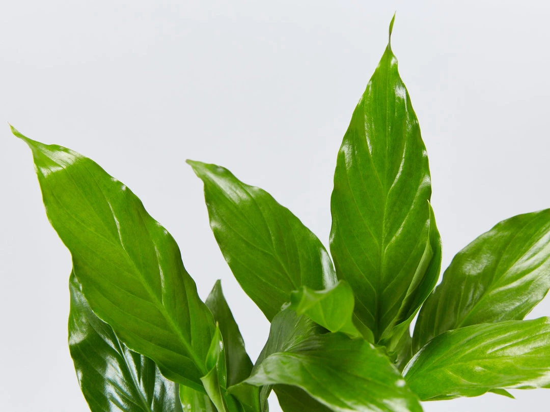 Indoor Garden Spathiphyllum Carlos 4 Indoor Garden Spathiphyllum Carlos