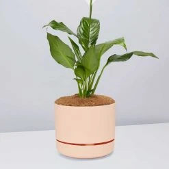Pot + Plant Gift Box Easy Care Plants Spathiphyllum Variety - Pot + Plant + Soil