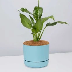 Pot + Plant Gift Box Easy Care Plants Spathiphyllum Variety - Pot + Plant + Soil