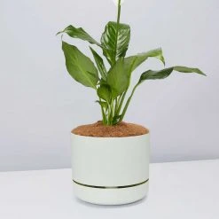 Pot + Plant Gift Box Easy Care Plants Spathiphyllum Variety - Pot + Plant + Soil