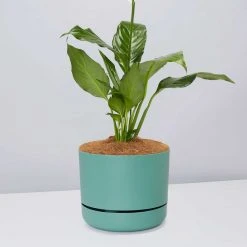 Pot + Plant Gift Box Easy Care Plants Spathiphyllum Variety - Pot + Plant + Soil