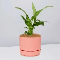 Pot + Plant Gift Box Easy Care Plants Spathiphyllum Variety - Pot + Plant + Soil