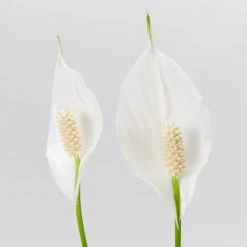 Plants In A Box Easy Care Plants Spathiphyllum Flower Bunch 9 Plants In A Box Easy Care Plants Spathiphyllum Flower Bunch