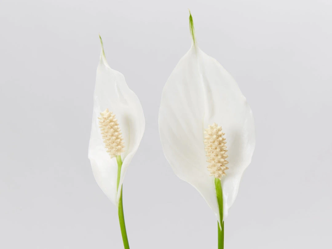 Plants In A Box Easy Care Plants Spathiphyllum Flower Bunch 6 Plants In A Box Easy Care Plants Spathiphyllum Flower Bunch