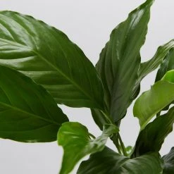 Plants In A Box Easy Care Plants Spathiphyllum Flower Bunch 8 Plants In A Box Easy Care Plants Spathiphyllum Flower Bunch