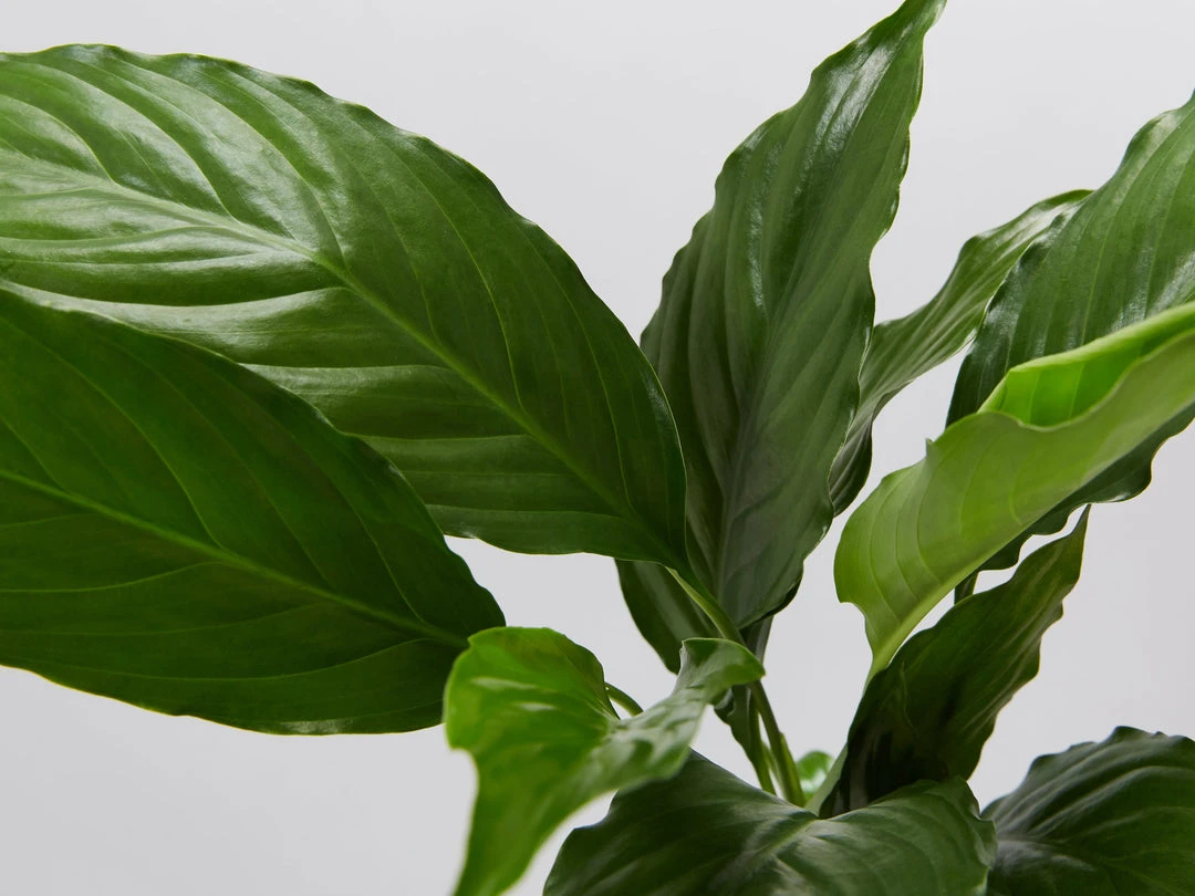 Plants In A Box Easy Care Plants Spathiphyllum Flower Bunch 5 Plants In A Box Easy Care Plants Spathiphyllum Flower Bunch