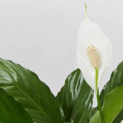 Plants In A Box Easy Care Plants Spathiphyllum Flower Bunch