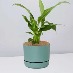 Pot + Plant Gift Box Easy Care Plants Spathiphyllum Variety - Pot + Plant + Soil