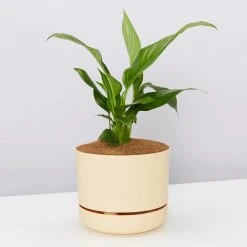 Pot + Plant Gift Box Easy Care Plants Spathiphyllum Variety - Pot + Plant + Soil