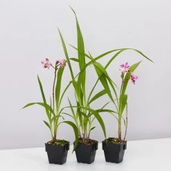 Indoor Garden Spathoglottis Far Out Freckles 85mm Border Plants