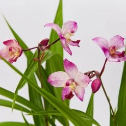 Indoor Garden Spathoglottis Far Out Freckles 85mm Border Plants