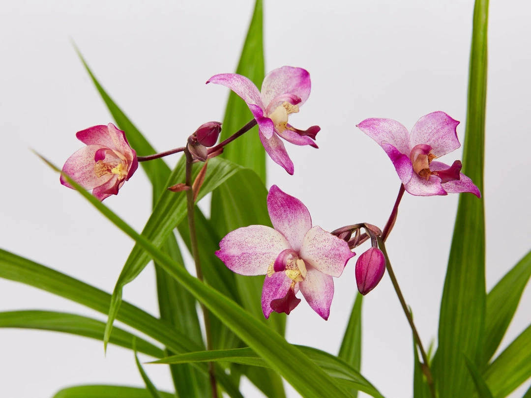 Indoor Garden Full Sun Spathoglottis Far Out Freckles 4 Indoor Garden Full Sun Spathoglottis Far Out Freckles