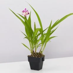 Indoor Garden Spathoglottis Far Out Freckles 85mm Border Plants