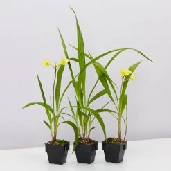 Indoor Garden Spathoglottis Lemon Kiss 85mm Border Plants