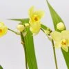 Indoor Garden Assorted Box Of Flowering Orchids 'Spathoglottis' 85mm Border Plants