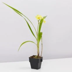 Indoor Garden Spathoglottis Lemon Kiss 85mm Border Plants