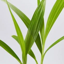 Shrubs Spathoglottis Plicata Snow Angel 85mm