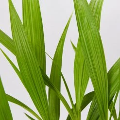 Shrubs Spathoglottis Plicata Snow Angel 85mm