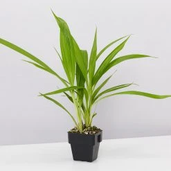 Indoor Garden Assorted Box Of Flowering Orchids 'Spathoglottis' 85mm Border Plants