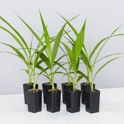 Shrubs Spathoglottis Lemon Kiss Full Sun