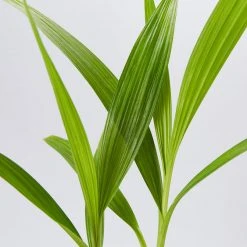 Indoor Garden Border Plants Spathoglottis Plicata Snow Angel