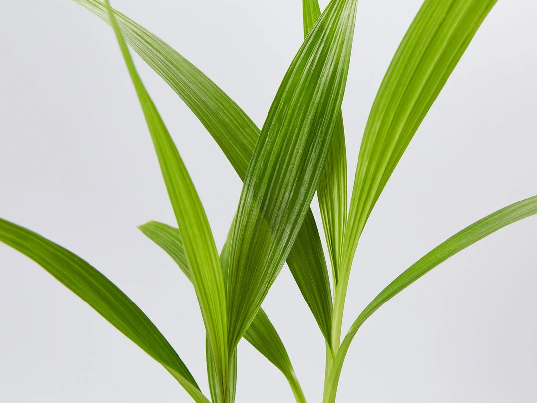 Indoor Garden Full Sun Spathoglottis Far Out Freckles 5 Indoor Garden Full Sun Spathoglottis Far Out Freckles