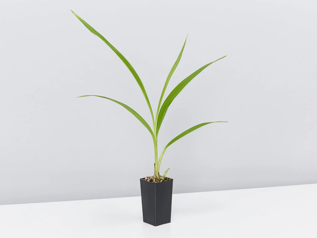 Indoor Garden Full Sun Spathoglottis Far Out Freckles 6 Indoor Garden Full Sun Spathoglottis Far Out Freckles