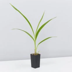 Shrubs Spathoglottis Rockin Plum