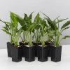 Plants In A Box Easy Care Plants Spathiphyllum Jet Diamond