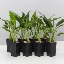 Plants In A Box Easy Care Plants Spathiphyllum Jet Diamond