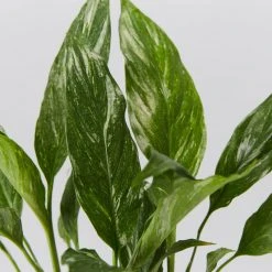 Plants In A Box Easy Care Plants Spathiphyllum Jet Diamond