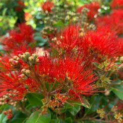 Shrubs Metrosideros Spring Fire