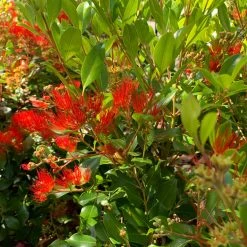 Shrubs Metrosideros Spring Fire