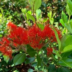 Shrubs Metrosideros Spring Fire