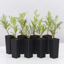 Hedge Shrubs Stenocarpus Angustifolius Doreen