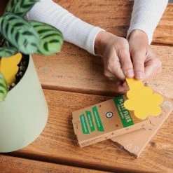 Super Ninja Fungal Gnat Sticky Traps ???? Pest Control