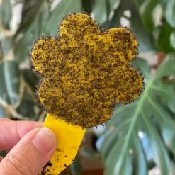 Super Ninja Fungal Gnat Sticky Traps ???? Pest Control