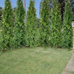 Ozbreed Straight And Narrow™ Syzygium Australe Plant Pack Hedging Plants